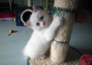 chaton mâle bleu bicolour n°1 - Chatterie Ragdolls du Val de Beauvoir